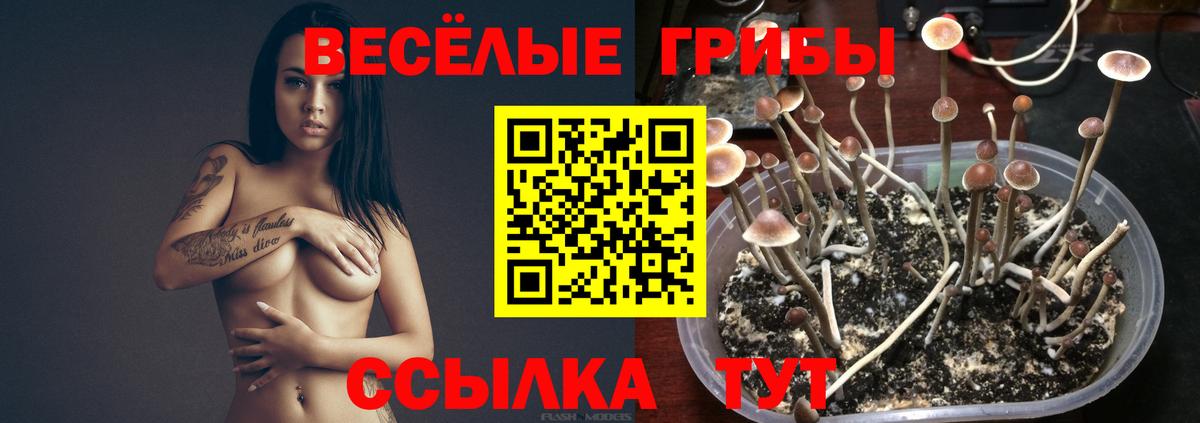 Галлюциногенные грибы Psilocybine cubensis Сухой Лог